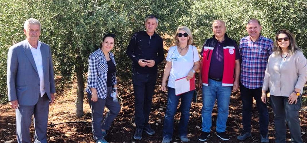 Adıyaman Kendine Özgü Zeytin Çeşidini Araştırıyor