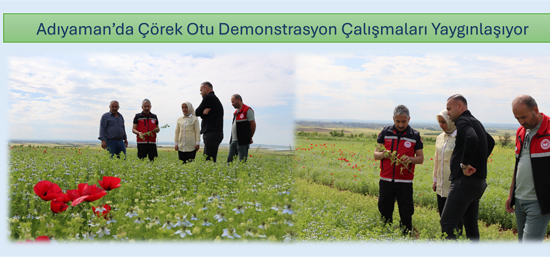 Adıyaman’da Çörek Otu Demonstrasyon Çalışmaları Yaygınlaşıyor