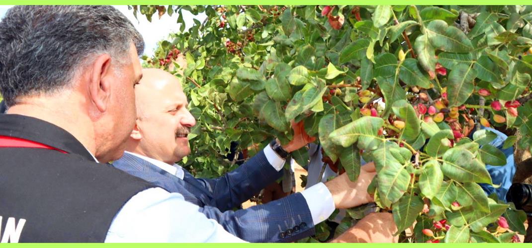 Besni’de Antepfıstığı ve Badem Hasat Etkinliği