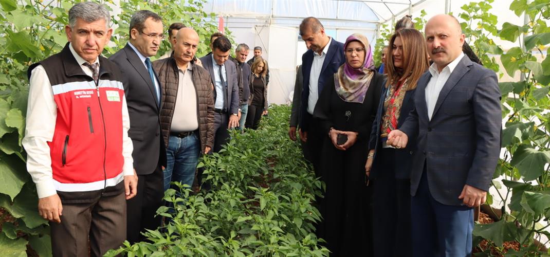 Hibe Edilen Seralarda Üretim Devam Ediyor – Sayın Valimiz Hasat Etkinliğinde