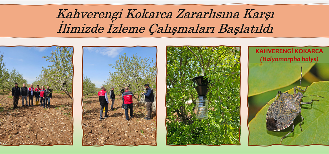 Kahverengi Kokarca Zararlısına Karşı İlimizde İzleme Çalışmaları Başlatıldı