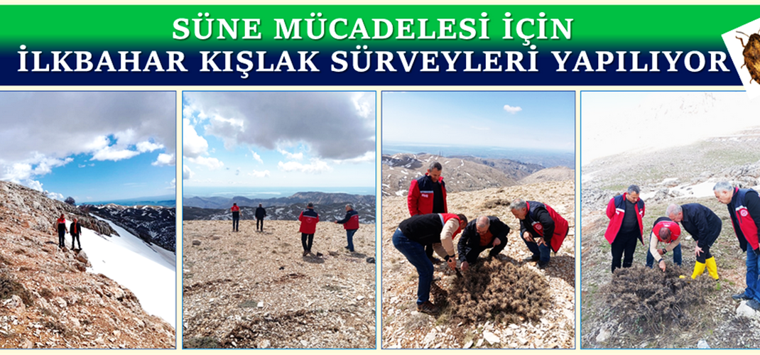 Süne Mücadelesi İçin İlkbahar Kışlak Sürveyleri Yapılıyor