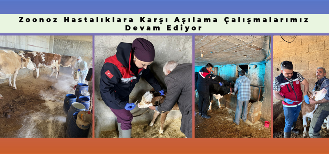 Zoonoz Hastalıklara Karşı Aşılama Çalışmalarımız Devam Ediyor